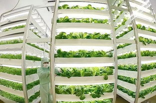 魚菜共生 養(yǎng)魚不換水、種菜不施肥的生態(tài)農(nóng)業(yè)新模式