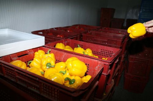 持續(xù)嚴(yán)寒中的上海果蔬大棚 果菜葉菜豐收忙，苗木茁壯成長(zhǎng)