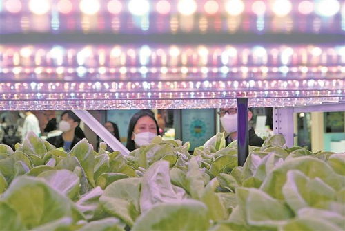 AI在苗木農(nóng)業(yè)中的革新應(yīng)用